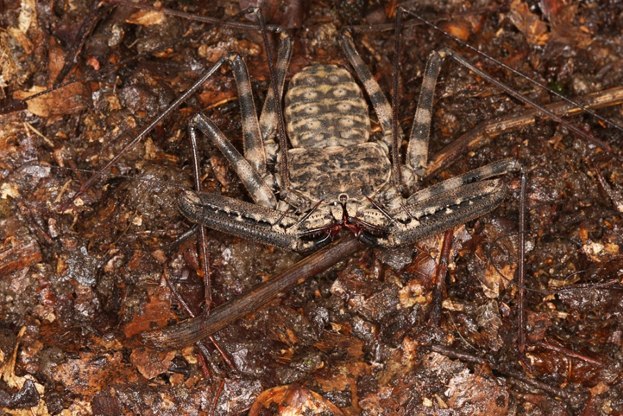 Damon variegatus