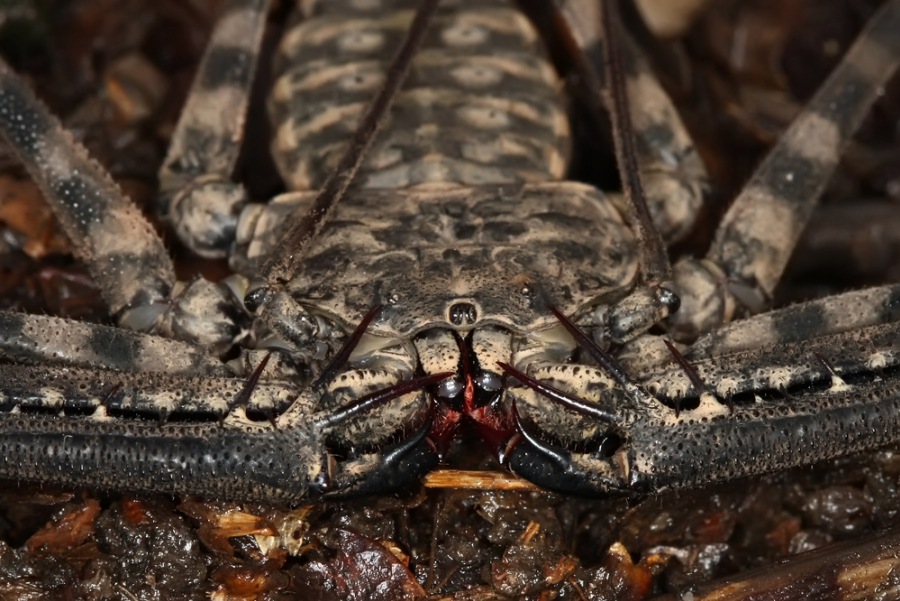 Damon variegatus
