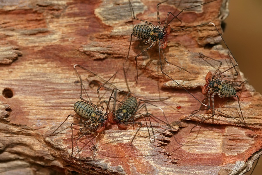 Damon variegatus