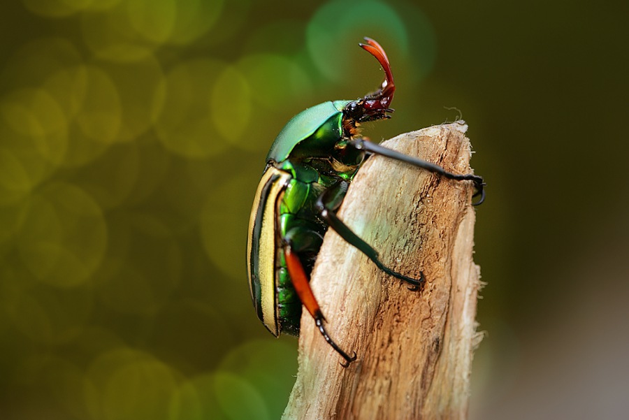 Eudicella umbrovittata