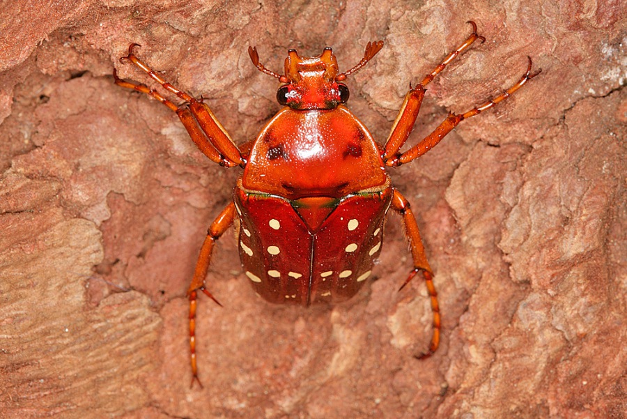 Stephanorrhina adelpha