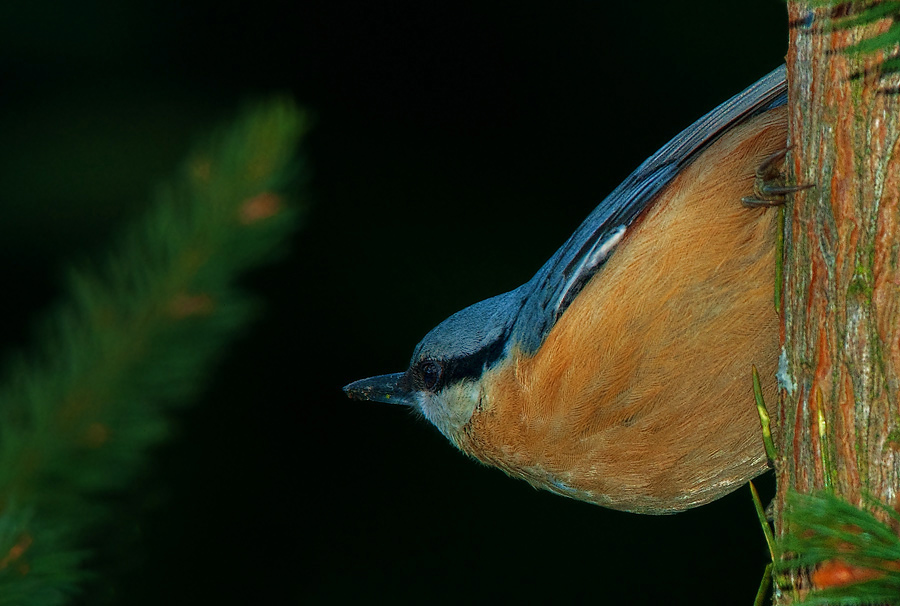 Wood Nuthatch