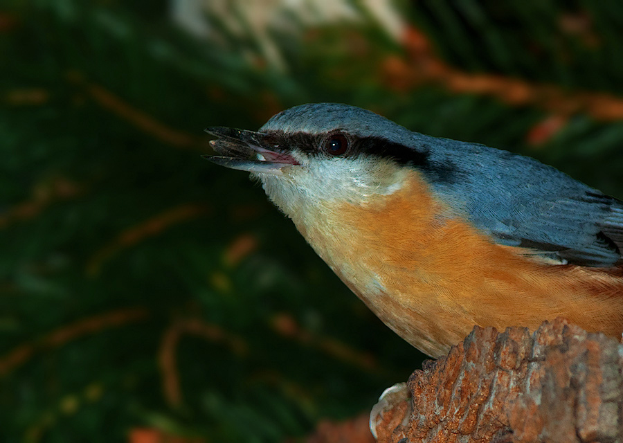 Wood Nuthatch