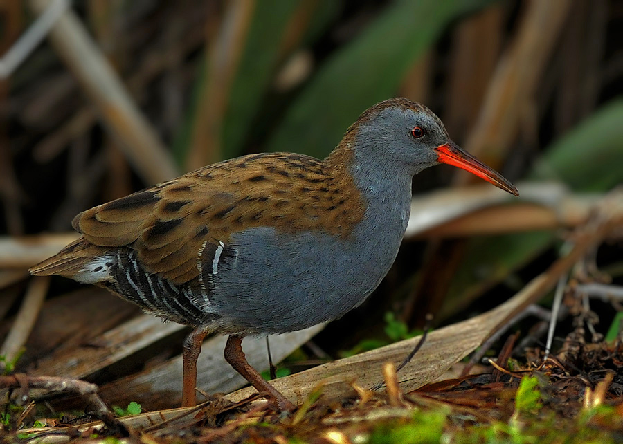 Water Rail