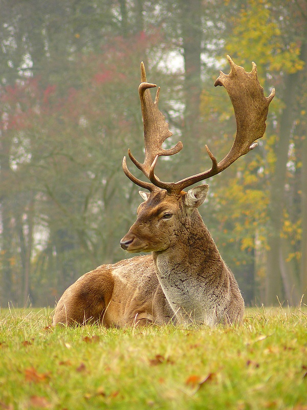 Fallow Deer 