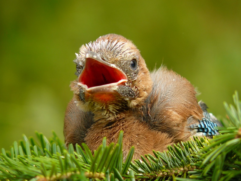 Eurasian Jay