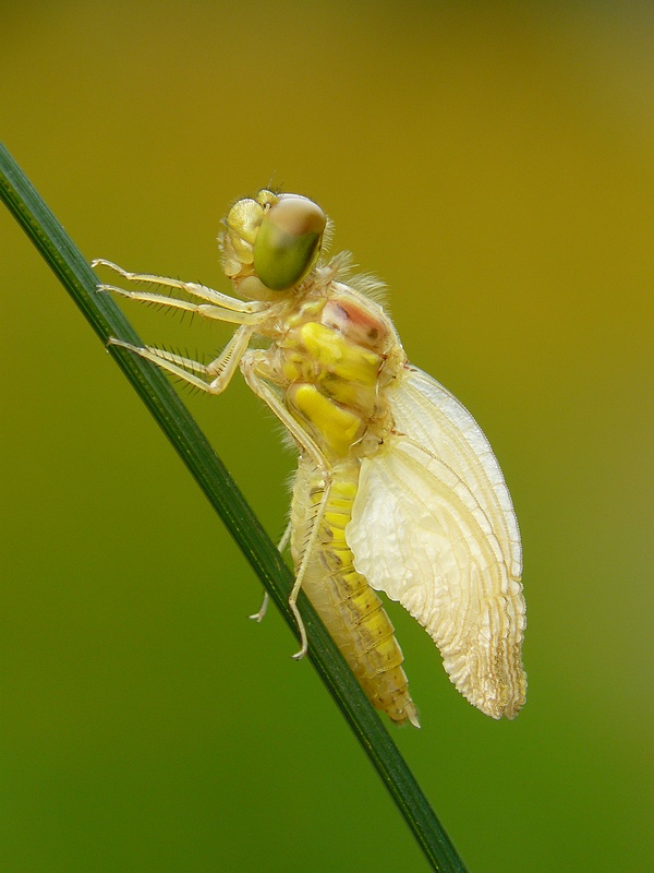 Dragonfly general 
