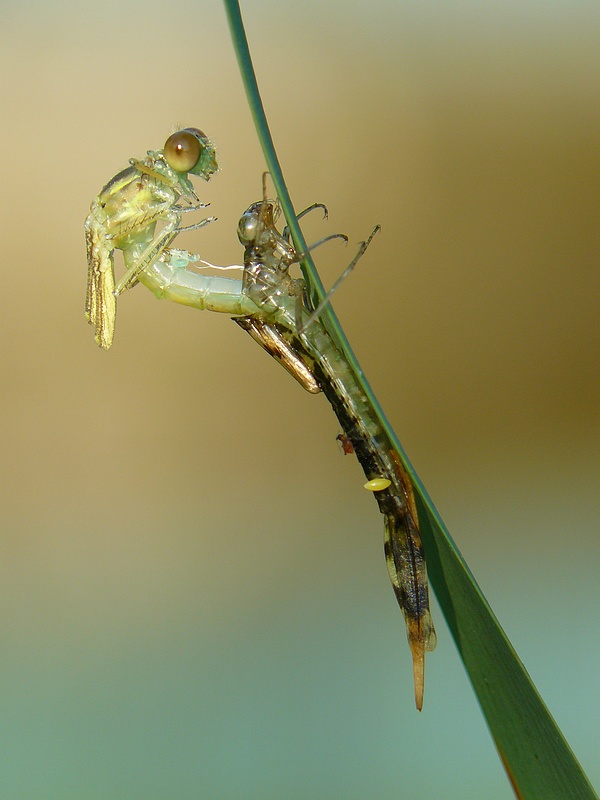 Chalcolestes viridis