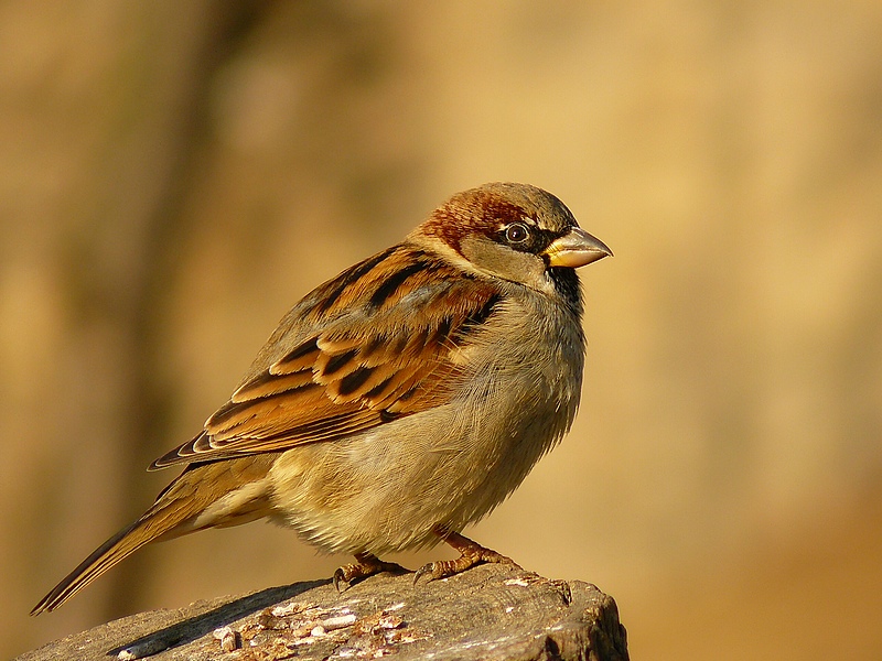 Sparrow (Passer domesticus)