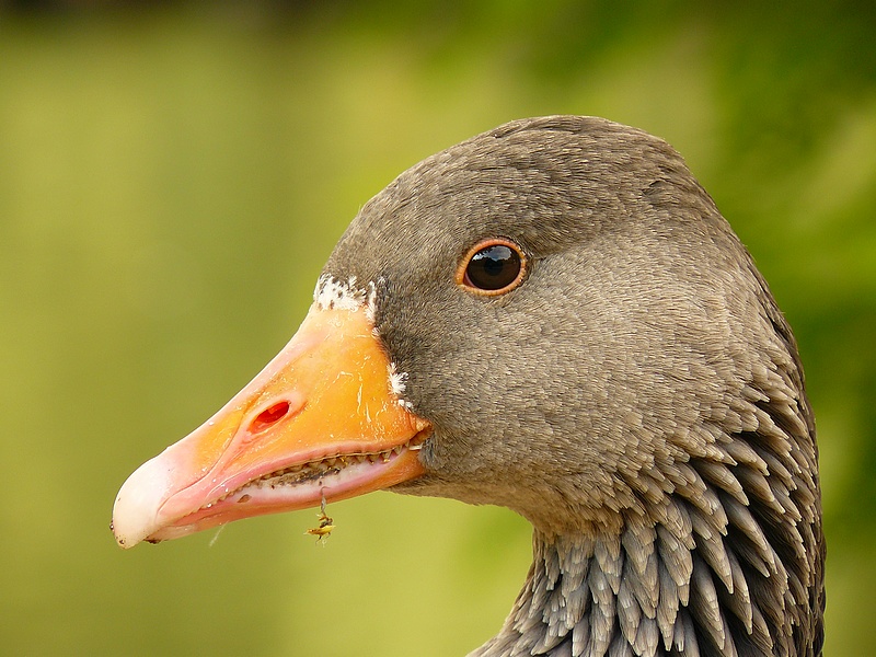 Greylag Goose (Anser anser)