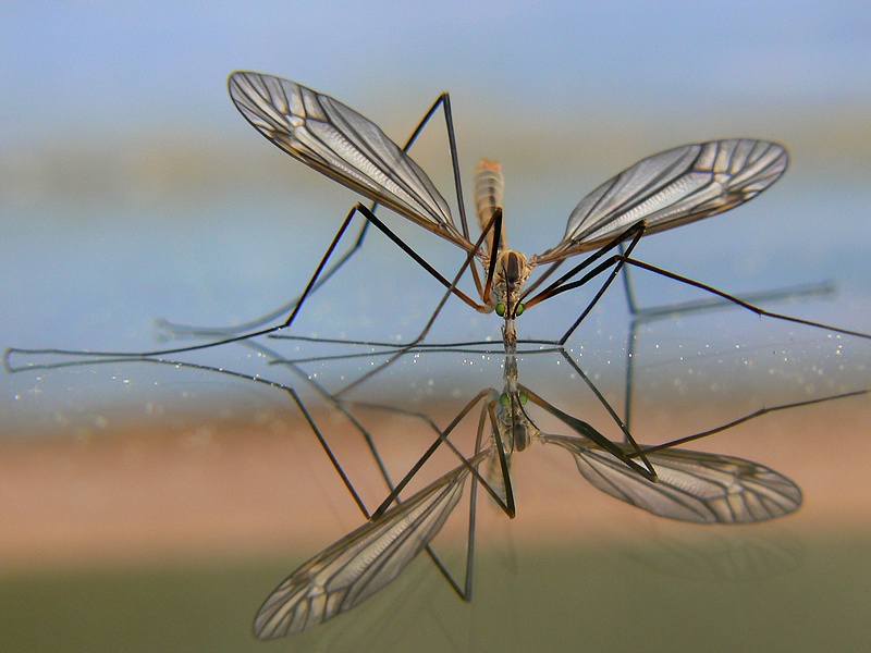 Tipula