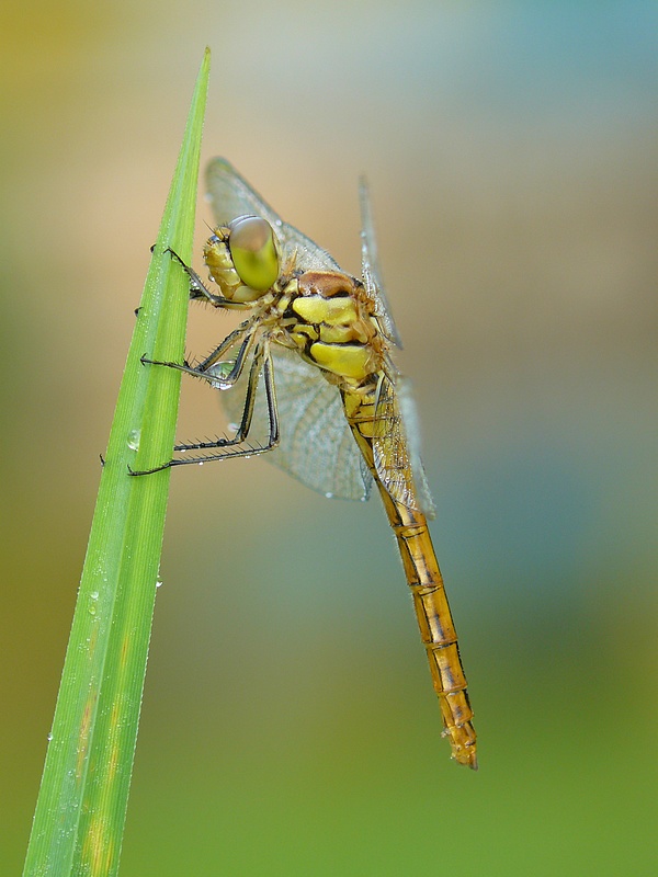 General Dragonfly 