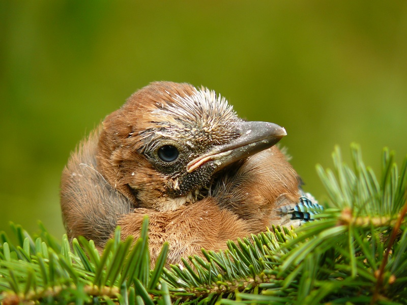 Eurasian Jay / Garrulus glandarius /