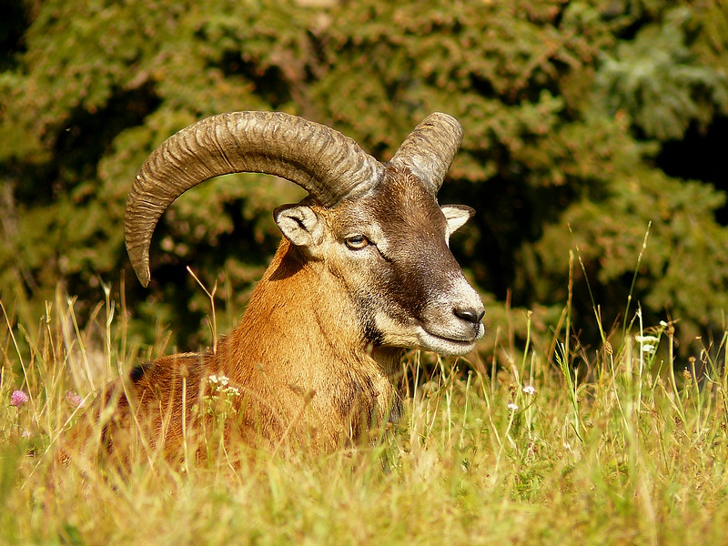 Mouflon