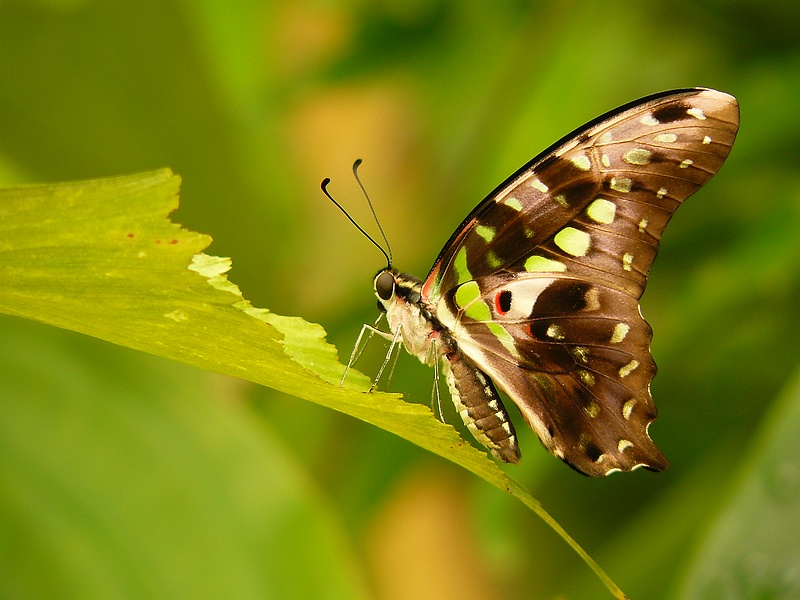 Graphium agamemnon