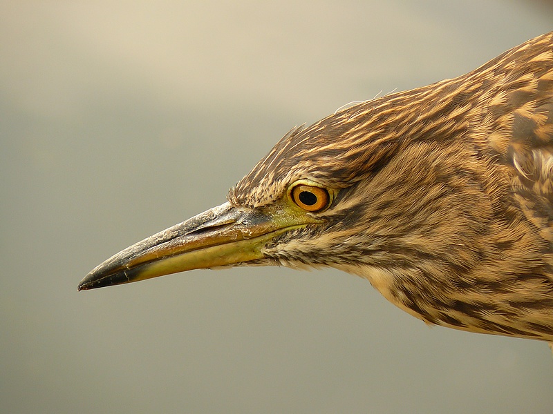 Black-crowned Night-Heron
