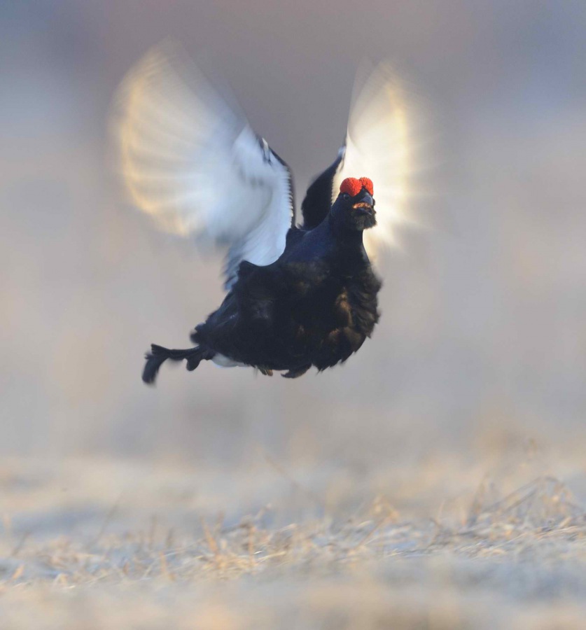 Black grouse