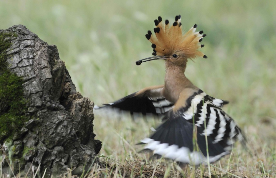 Eurasian Hoopoe