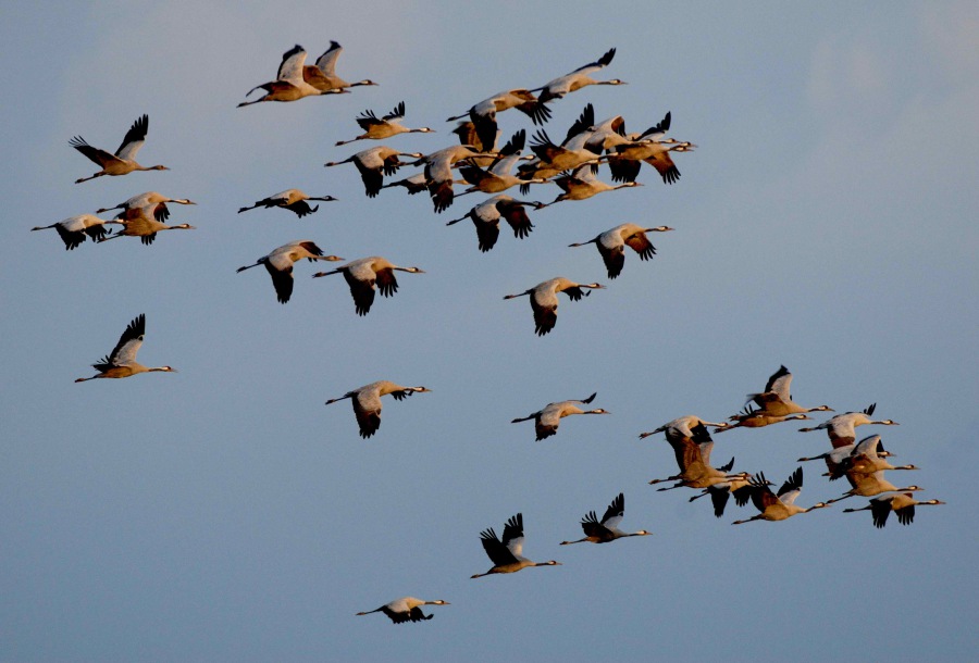 Common Crane