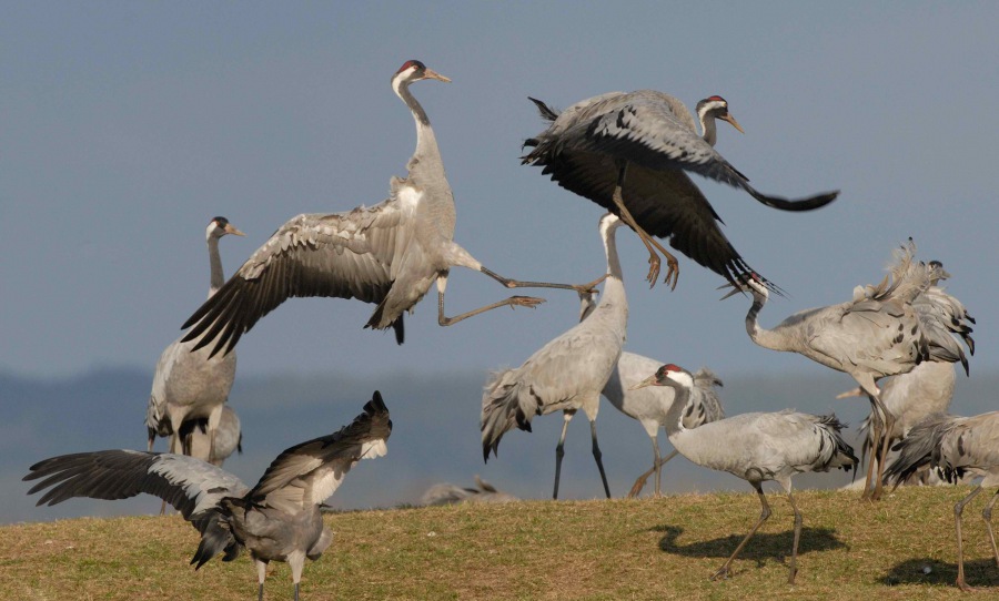 Common Crane