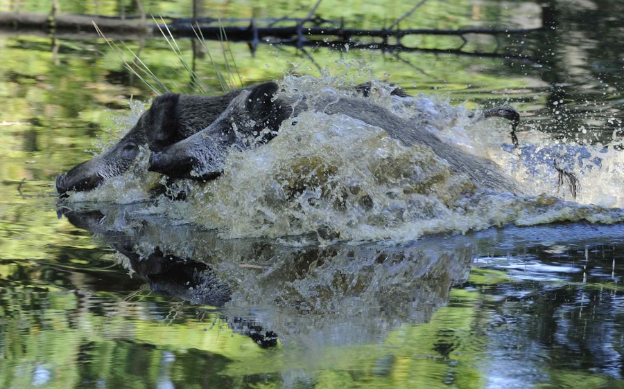 Wild boar