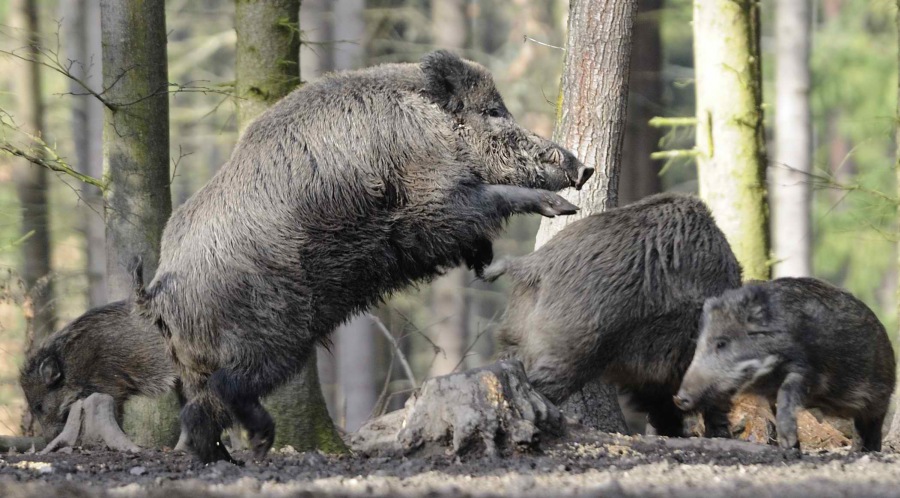 Wild boar