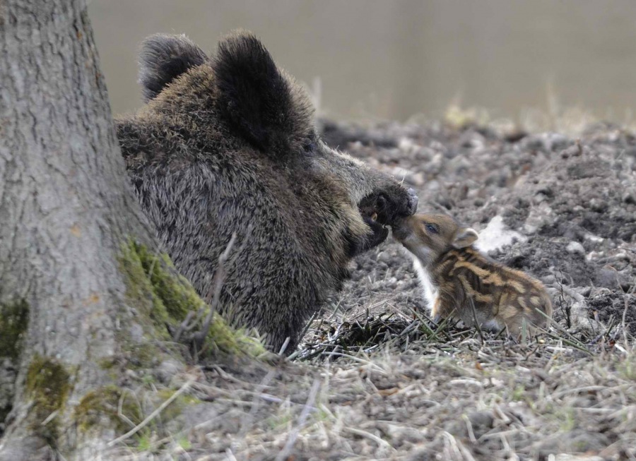 Wild boar