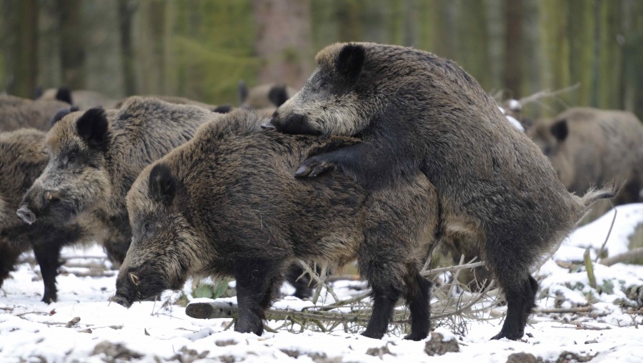 Wild boar