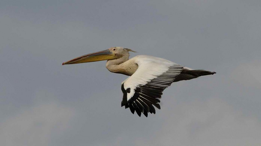 White Pelican