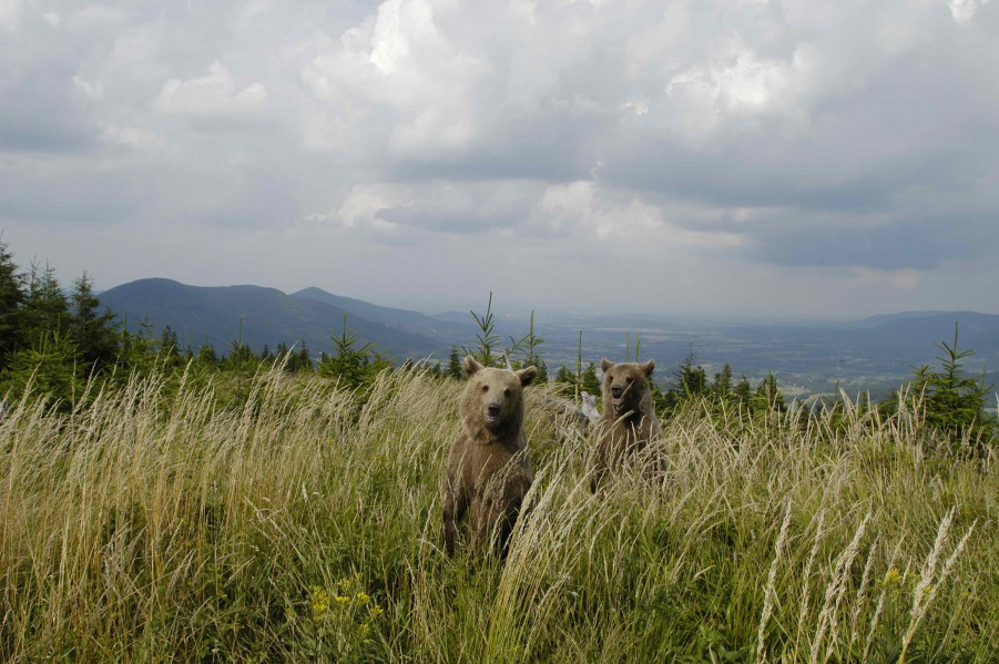 Brown Bear