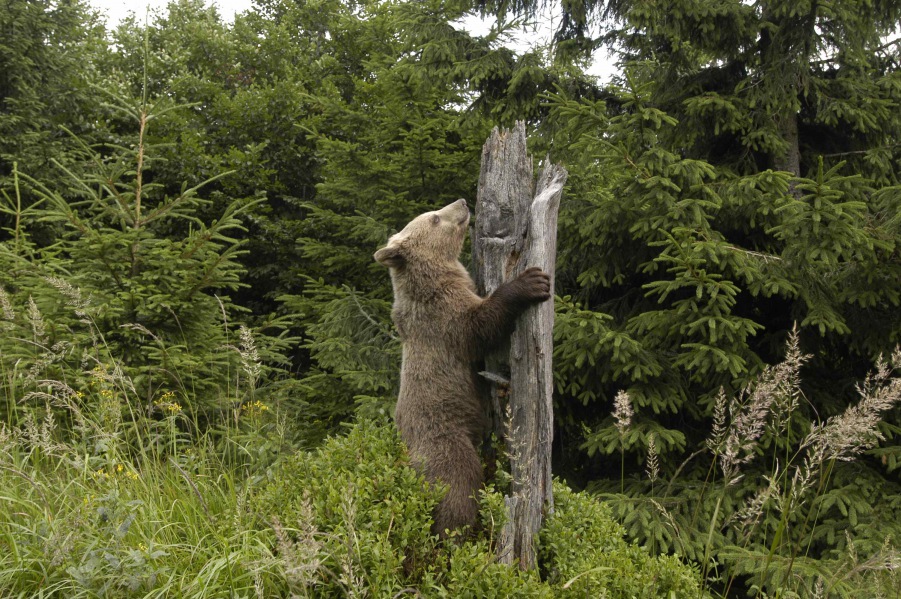 Brown Bear