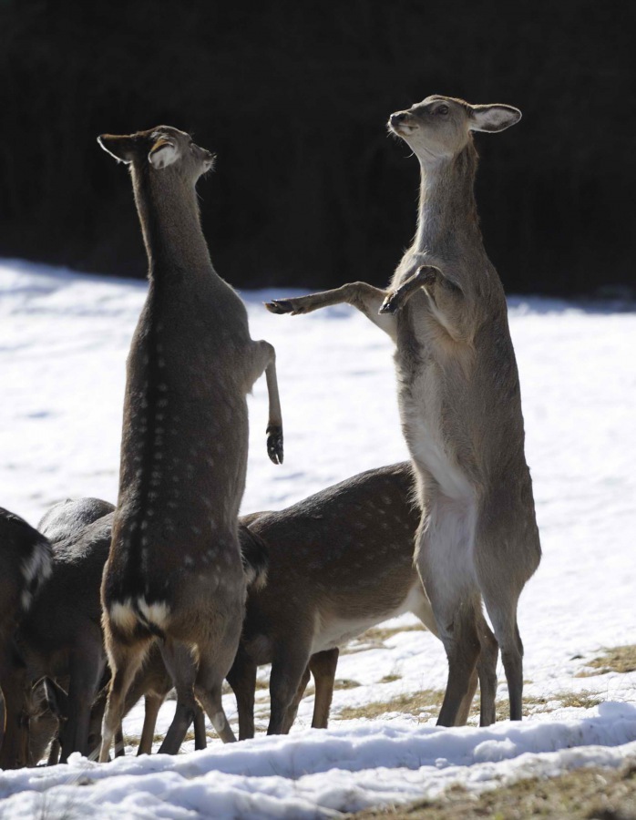 Sika deer Dybowskii