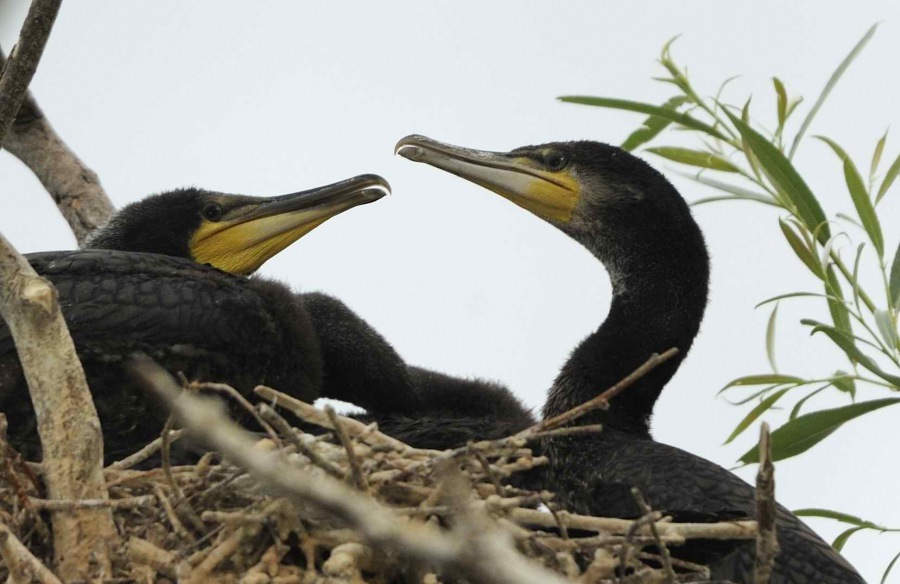 Cormorant