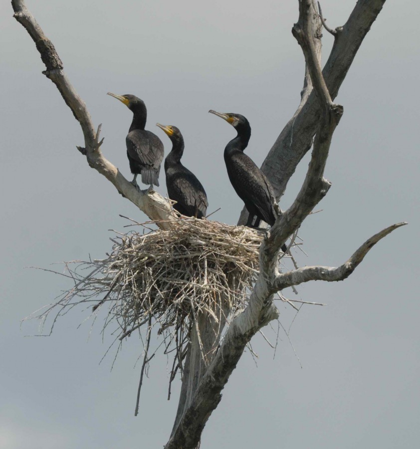 Cormorant