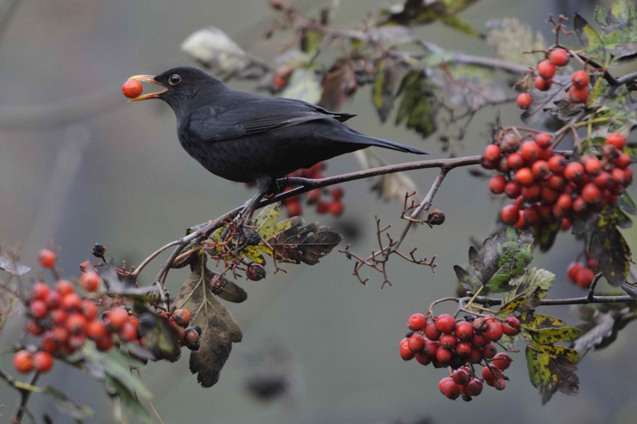 Eurasian Blackbird