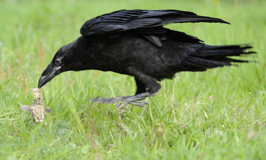Common Raven
