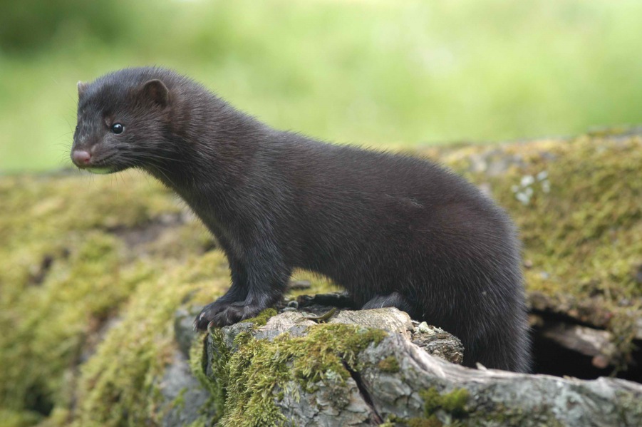American Mink