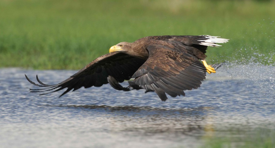 White-tailed Eagle