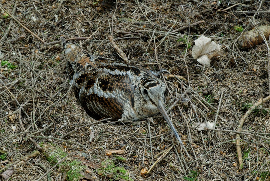 Woodcock