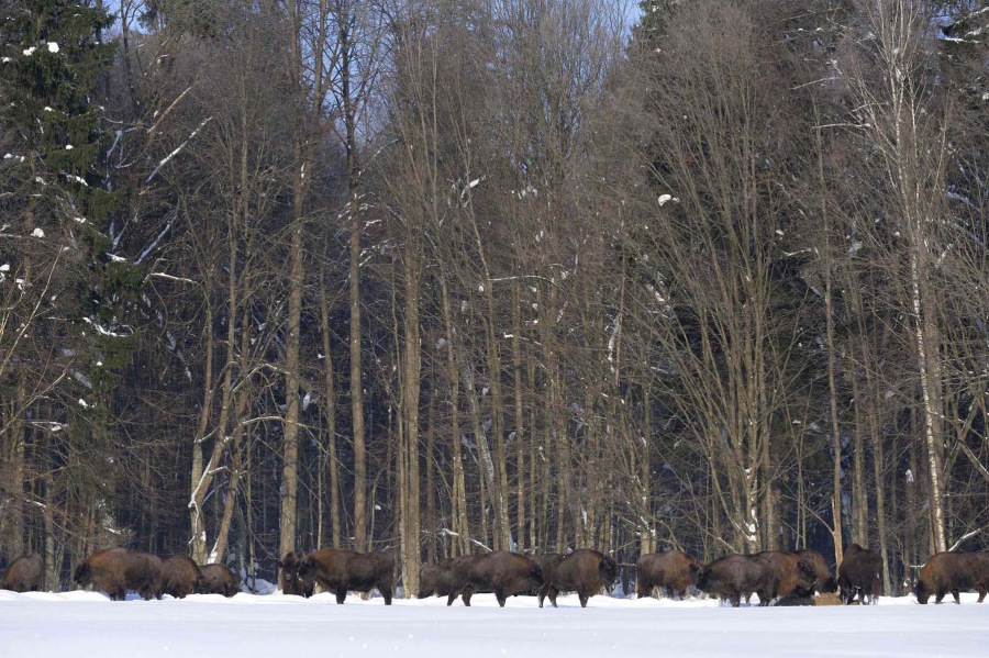 Wisent, European Bison