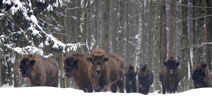 Wisent, European Bison