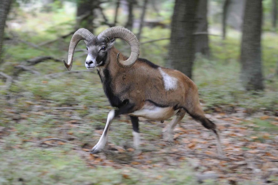 Mouflon