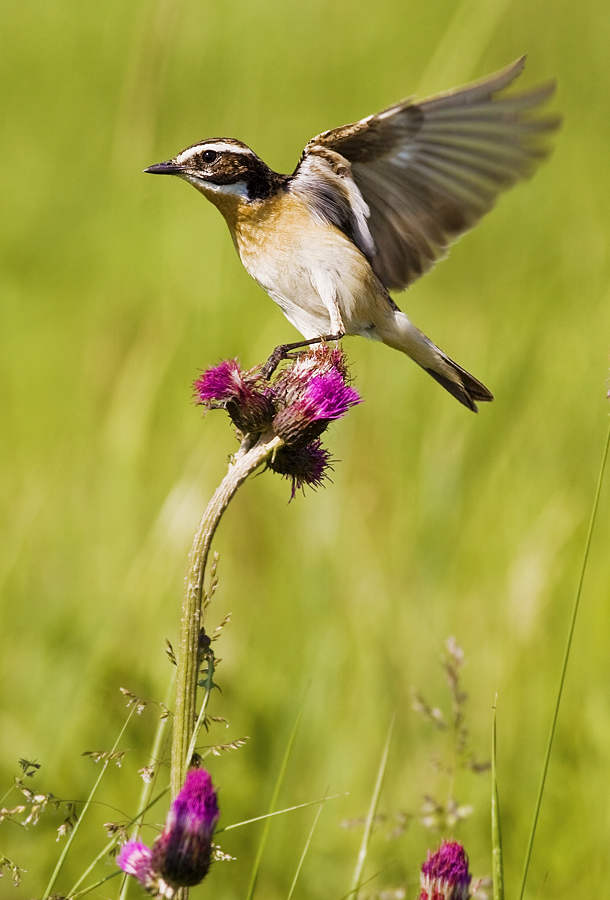 Whinchat