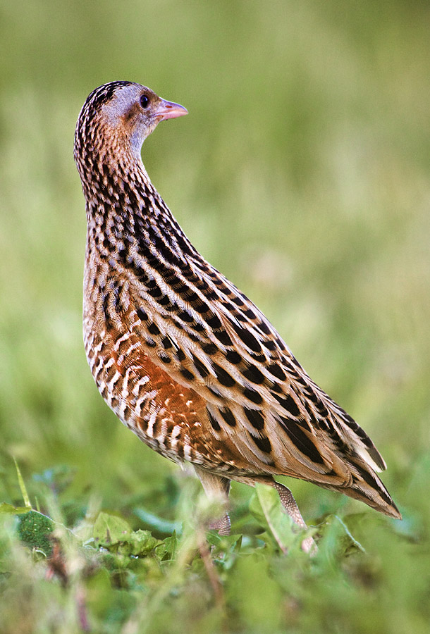 Corncrake