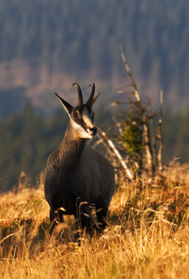 Chamois