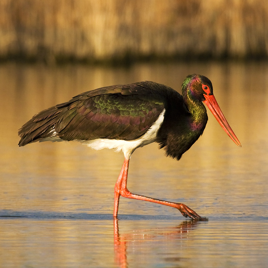 Black stork 