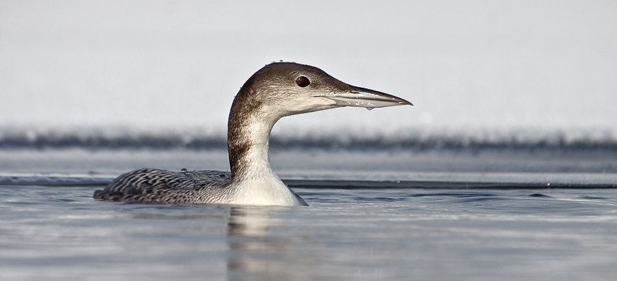 Great Northern Loon