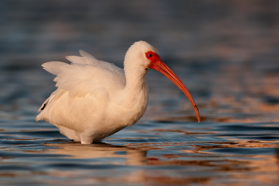 White ibis