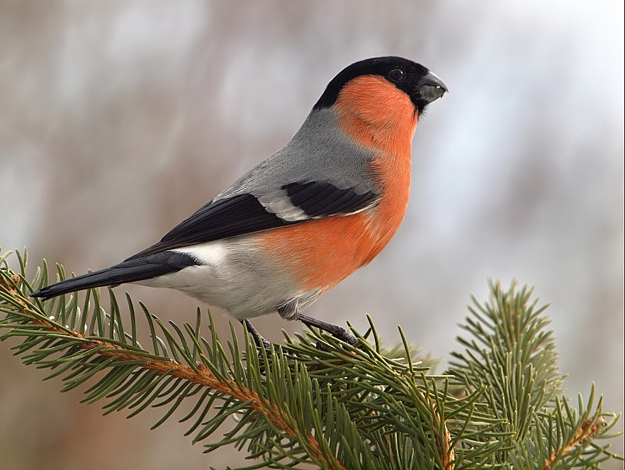 Bullfinch general