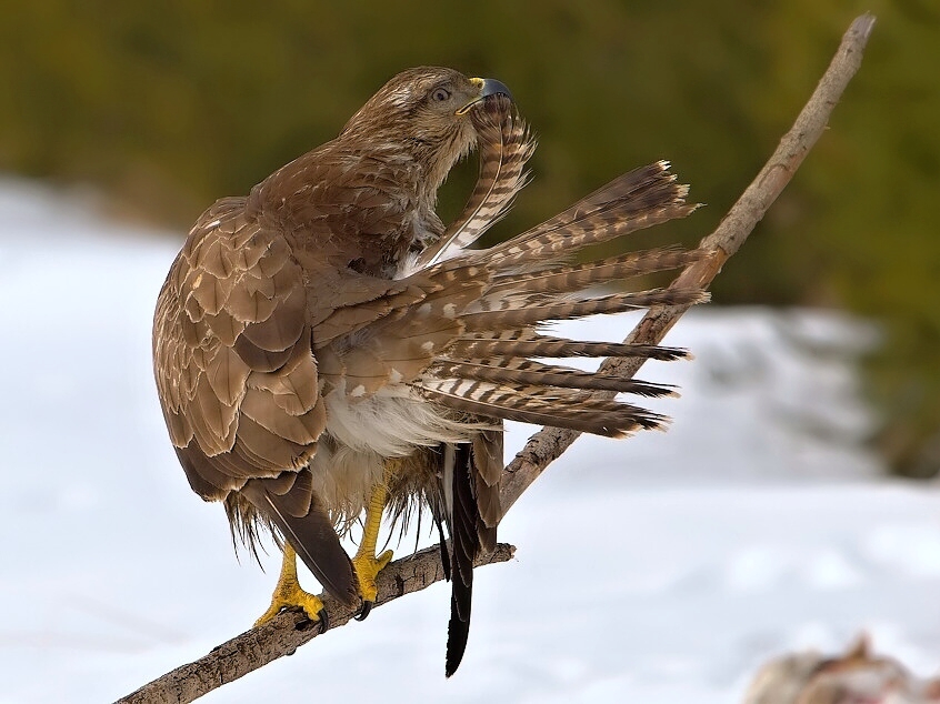 Buzzard